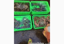 tìm 2 nam bán hải sản