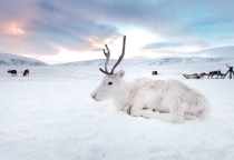 Xuất hiện tuần lộc trắng muốt như bước ra từ chuyện cổ tích