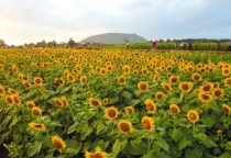 Ơn trời! Cánh đồng hoa hướng dương lớn nhất Việt Nam đã bung nở rồi!